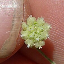 Eriogonum viridescens Flower